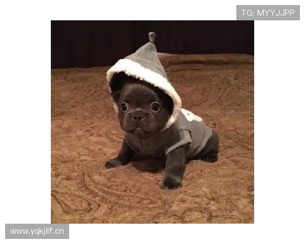 刘洋家的狗都比我会理财